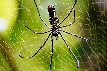 Qual é a aranha mais venenosa do mundo?