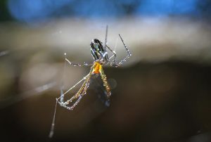 Quanto tempo vive uma aranha?a