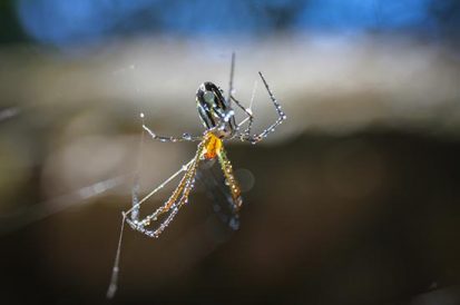 Quanto tempo vive uma aranha?