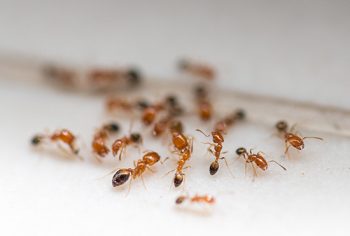 Como acabar com as formigas na cozinha?