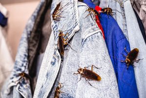 Como dedetizar baratas e ratos