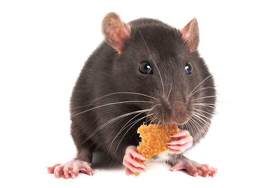 Enganou até a imprensa: A verdade por trás da foto da ratazana