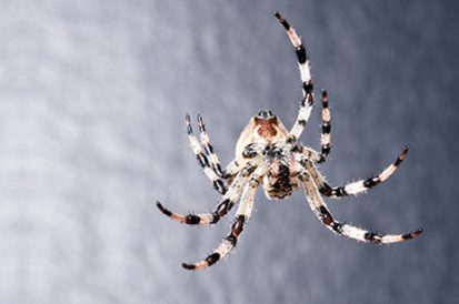 Como espantar aranhas?