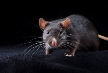 Todo rato tem leptospirose?