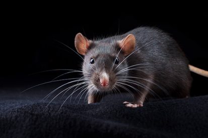 Todo rato tem leptospirose?