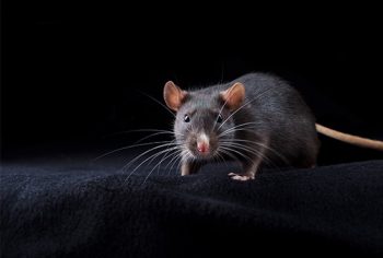 Rato gosta de luz acesa ou apagada?