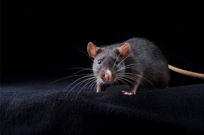 Rato gosta de luz acesa ou apagada?