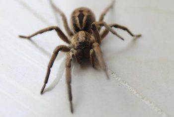 Aranha de jardim é venenosa?