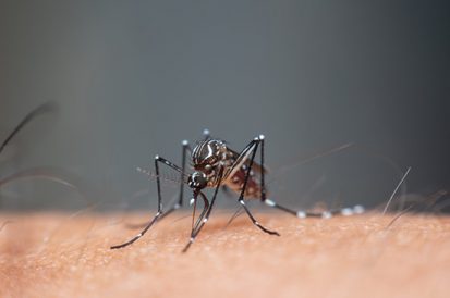 Como é o mosquito da dengue?