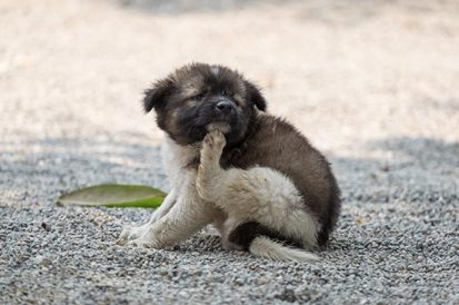 Como acabar com pulgas no cachorro?