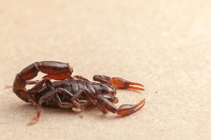 Como matar escorpião? O que fazer ao encontrar um?