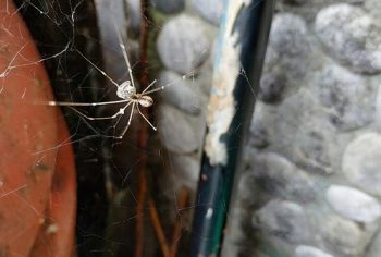 Como dedetizar aranhas?