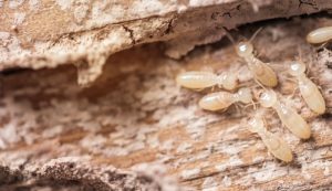 Como eliminar infestações de cupim