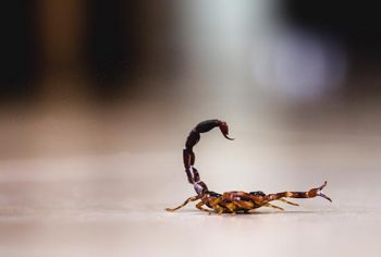 Como identificar picada de escorpião?