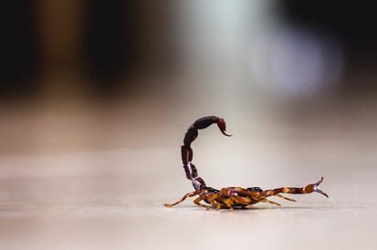 Como identificar picada de escorpião?
