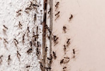Como acabar com formigas?