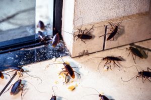 Tipos de pragas urbanas atendidas pelo MIP