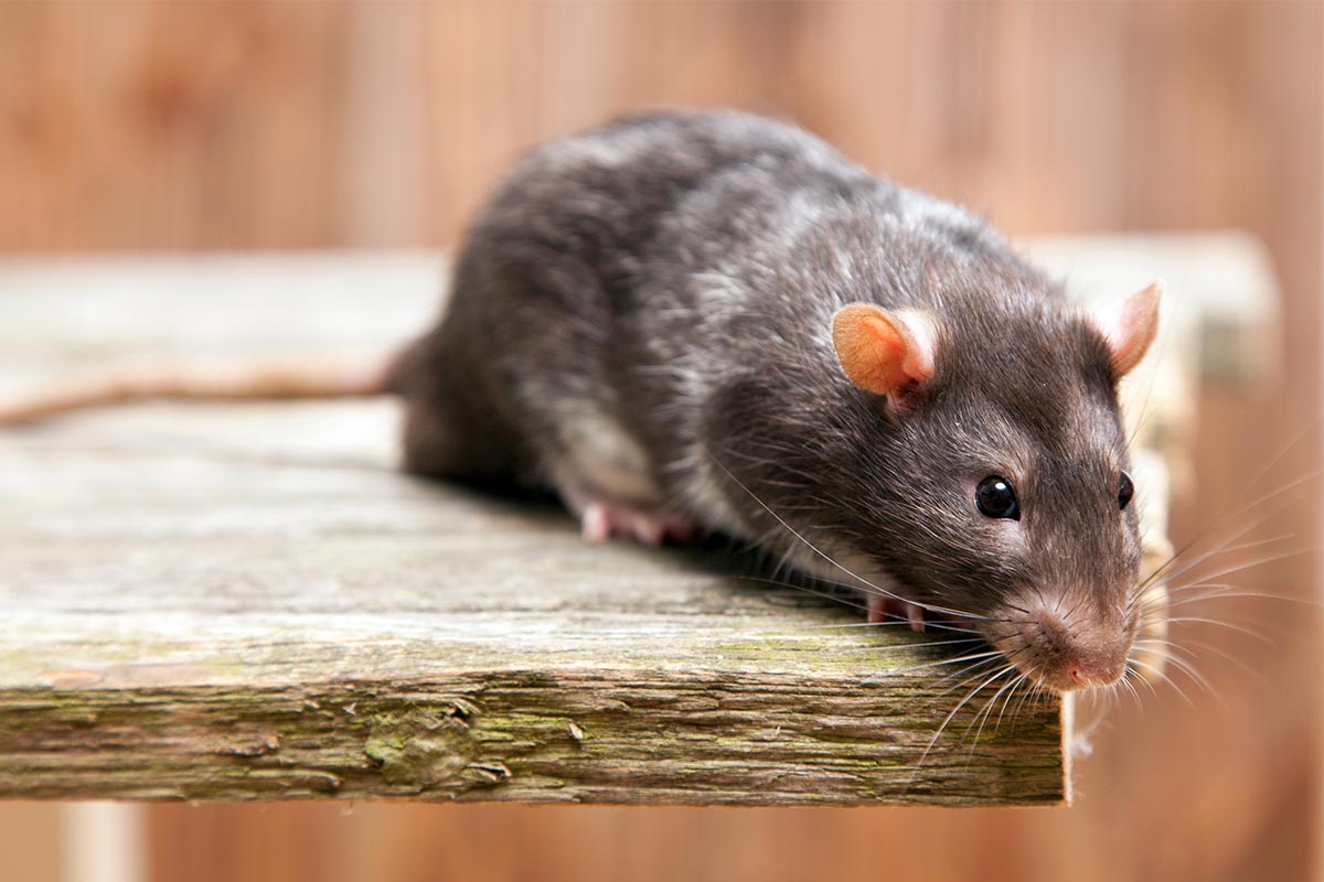 Qual o valor para uma dedetização de ratos?