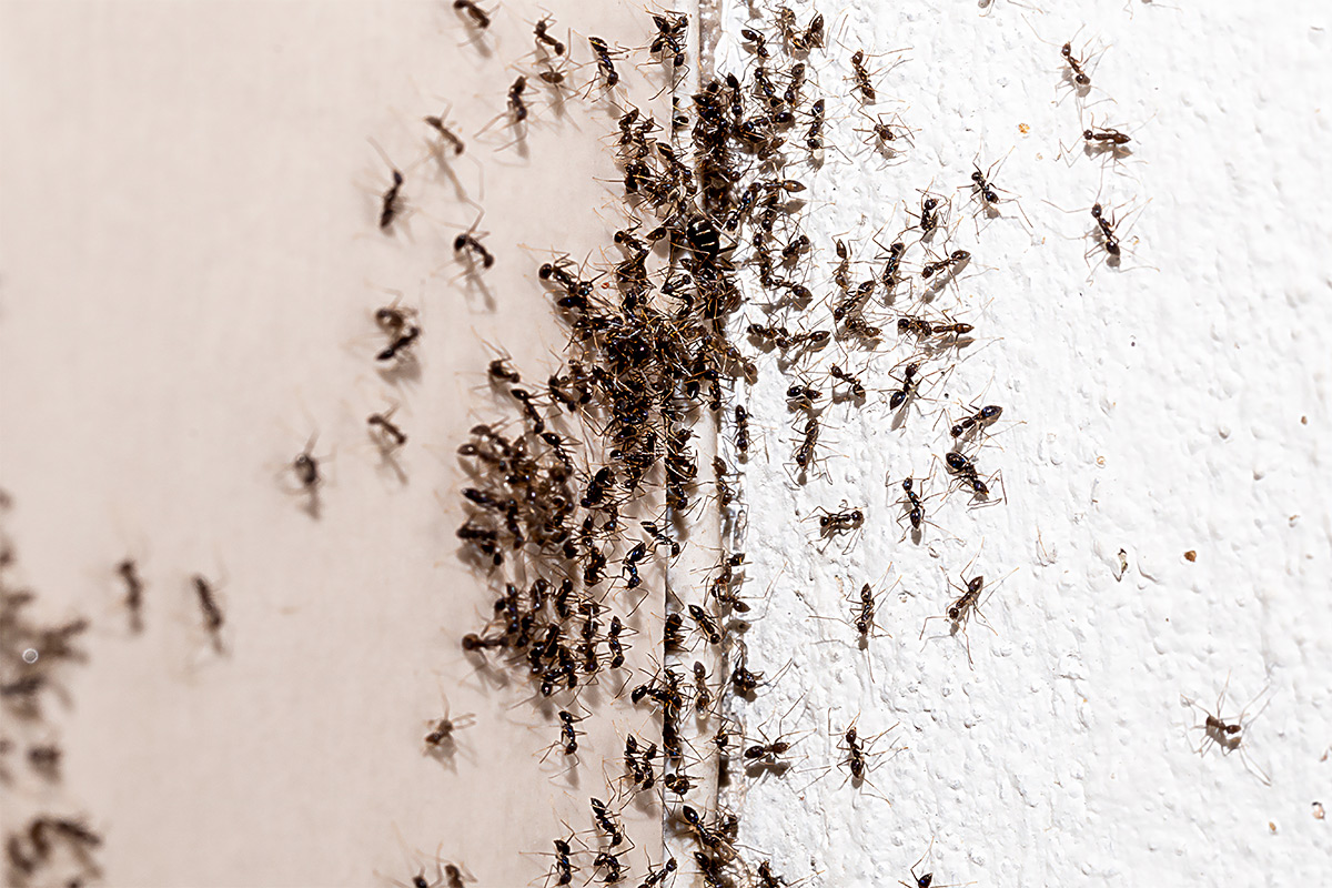 O que mata formiga?