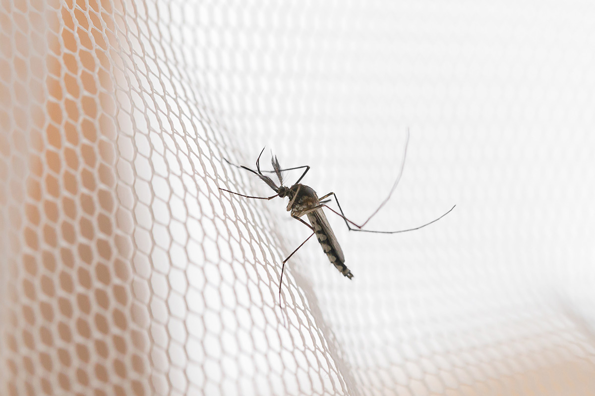 Como evitar o mosquito da dengue?