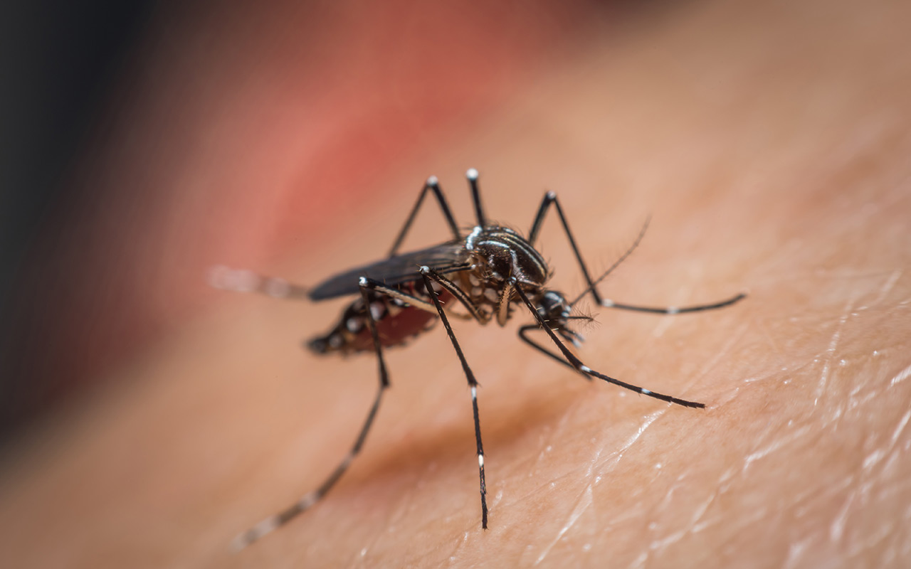 Como identificar o mosquito da dengue?