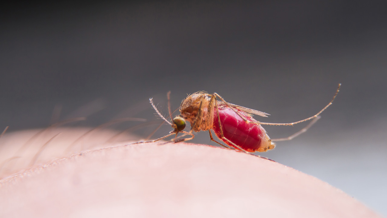 Qual é o melhor veneno para matar mosquito da dengue?