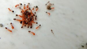 Formigas - Como evitar infestações no verão?