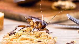 Afinal, Quanto Custa o Prejuízo Causado por Pragas em Restaurantes?