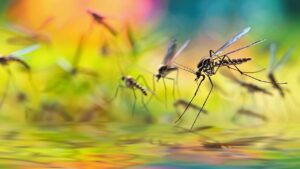 Qual é a relação entre esgoto e proliferação de mosquitos?