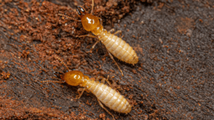 Descupinização de Estruturas de Telhado em Prédios Antigos da Zona Oeste de SP: Salve o Seu Patrimônio