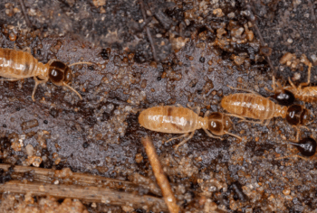 Proteção Anti-Cupim Subterrâneo: Por Que Sua Casa na Vila Mariana e Aclimação Precisa de um tratamento Especializado