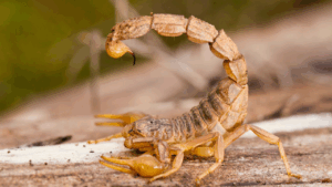 Dedetização de Escorpiões em Áreas Externas (Jardins e Piscinas) em Campinas e Região