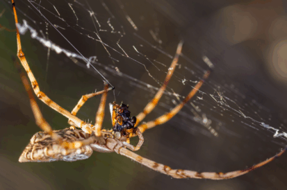 Dedetização de Aranhas e Lacraias em Casas com Jardim na Região de Campinas: Proteção de Longa Duração para Sua Família