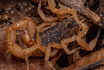 Manejo e Prevenção de Escorpiões em Campinas e ABC: Proteja sua Família no Verão