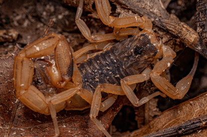 Manejo e Prevenção de Escorpiões em Campinas e ABC: Proteja sua Família no Verão